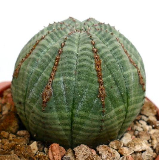 Euphorbia obesa BROWN LINES