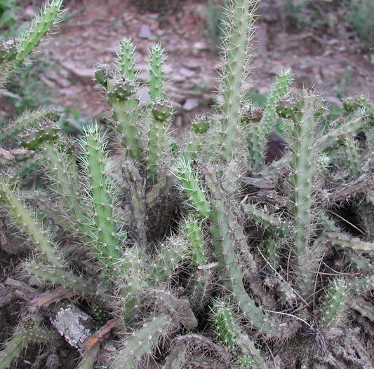 Pfeiffera ianthothele SEEDS