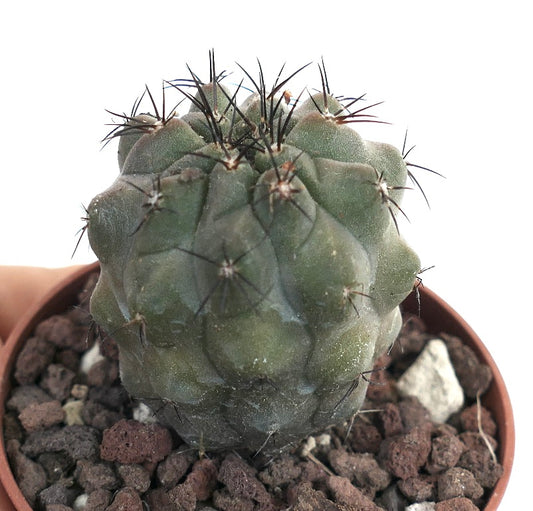 Copiapoa cinerea form nudum X humilis Y33