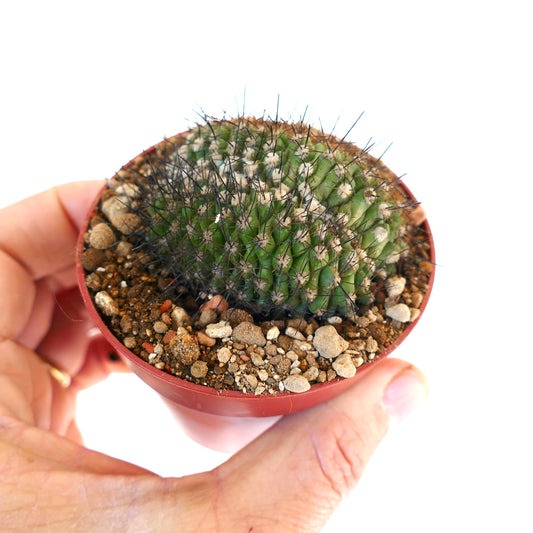 Copiapoa humilis CRESTED CY