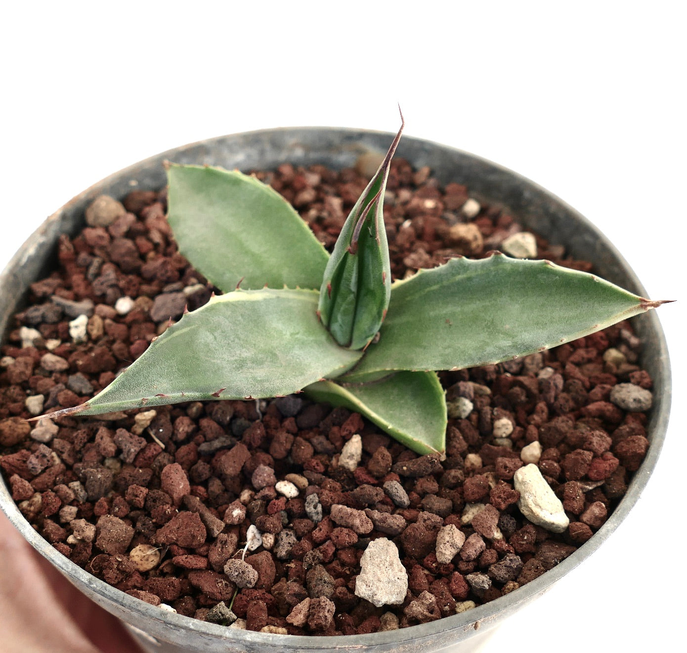 Agave asperrima VARIEGATED N771