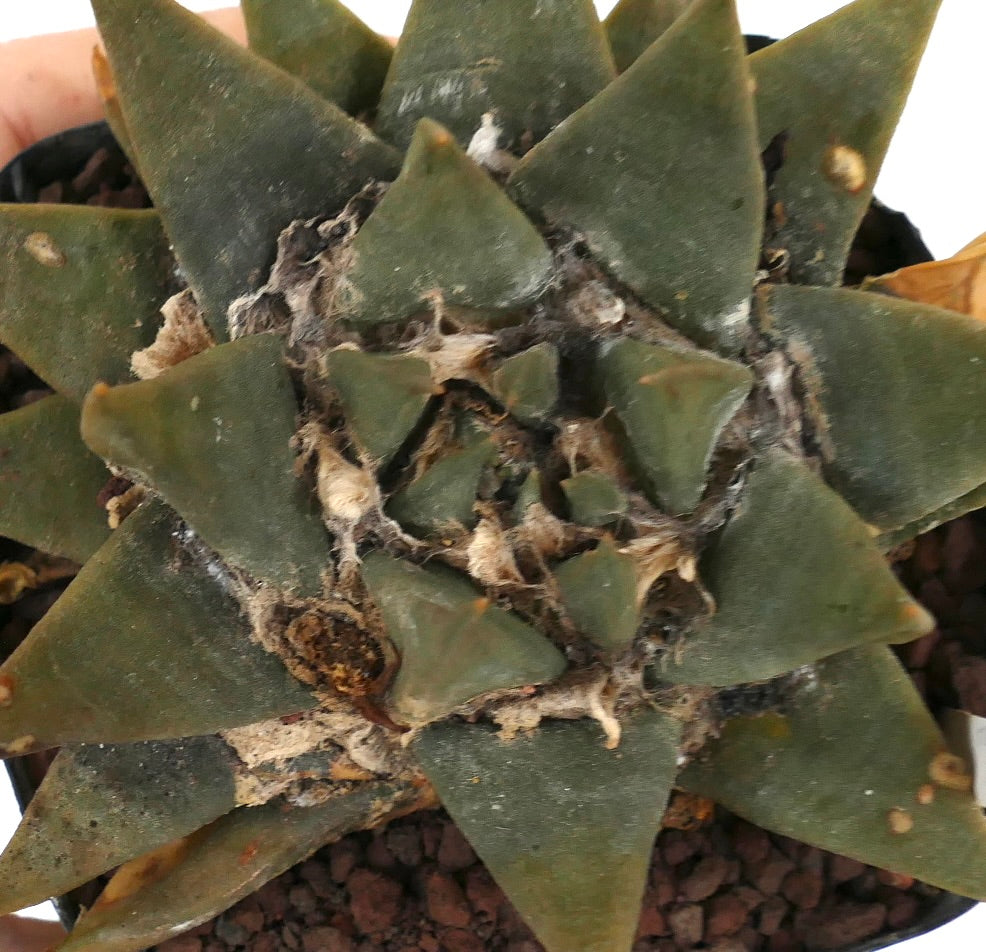 Ariocarpus trigonus var. major D8