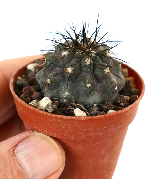 Copiapoa griseoviolacea X atacamensis C35