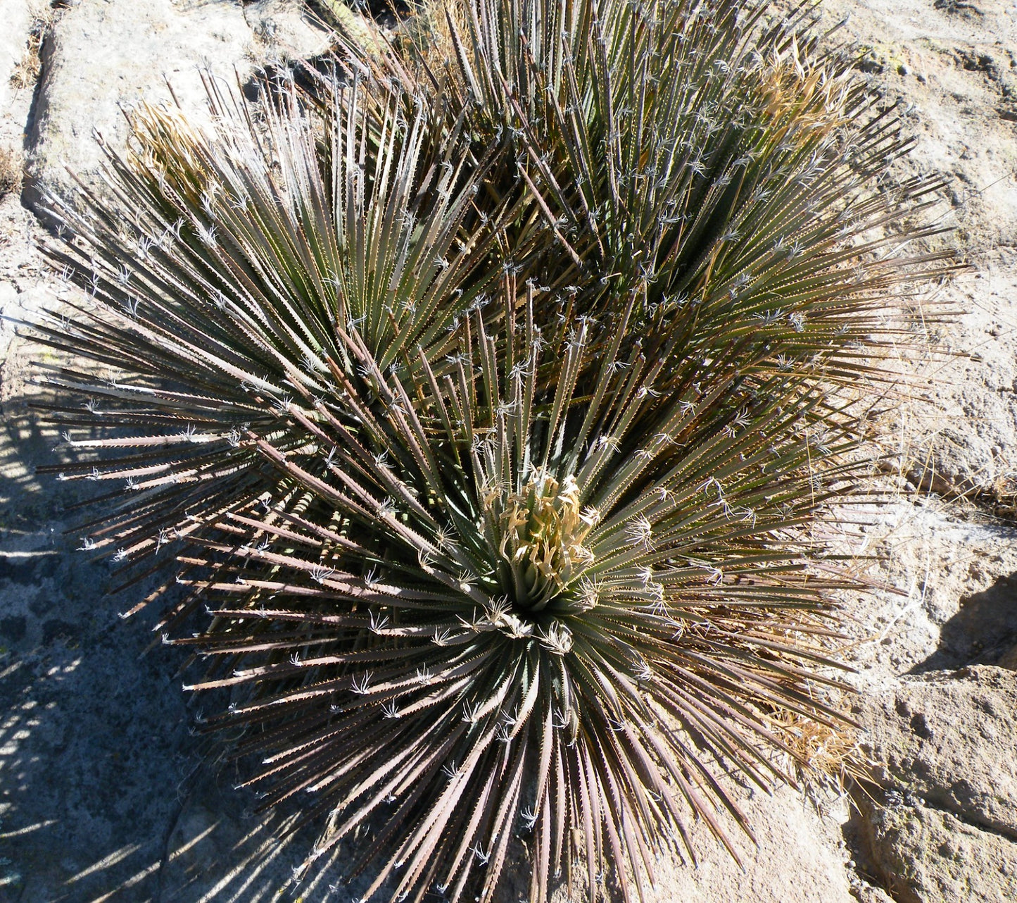 Dasylirion acrotrichum var. parryanum 40-50cm