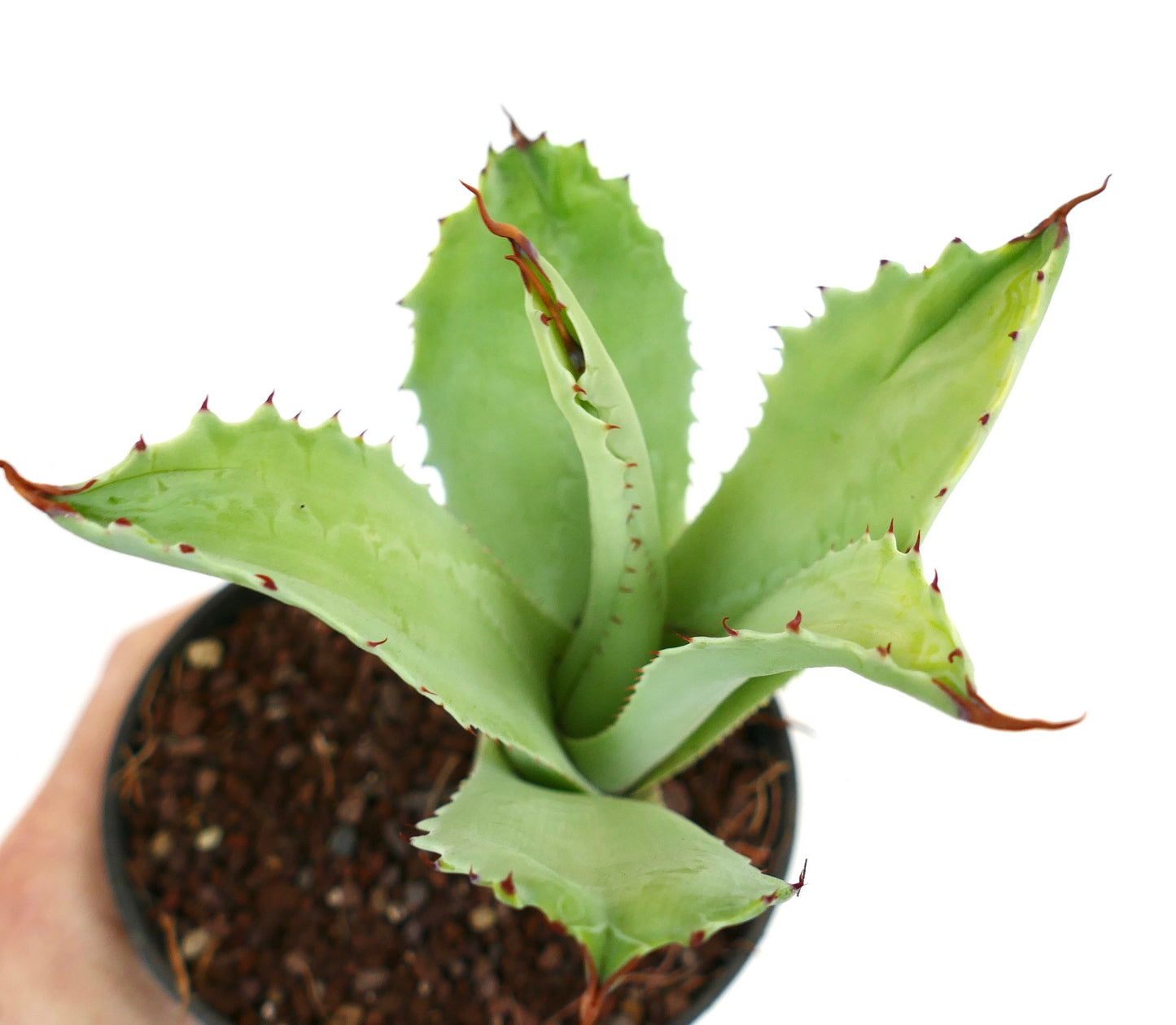 Agave eborispina x marmorata MONSTRUOSUS (Mr. Corsi) HYBRID WR731