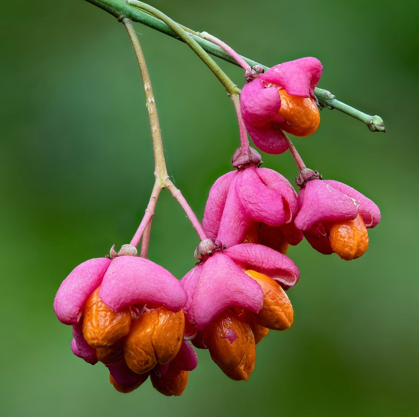 Euonymus europaeus