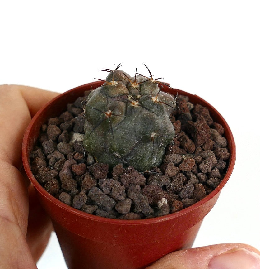 Copiapoa cinerea X desertorum Z5