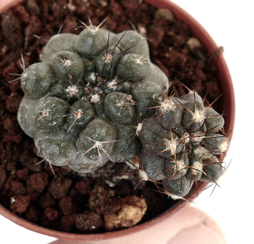 Copiapoa cinerea X hypogaea (branched) 005