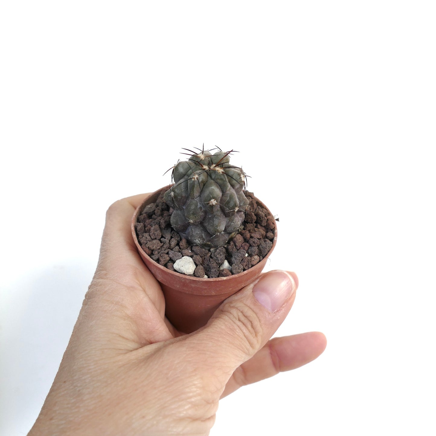 Copiapoa cinerea X bridgesii QZ1