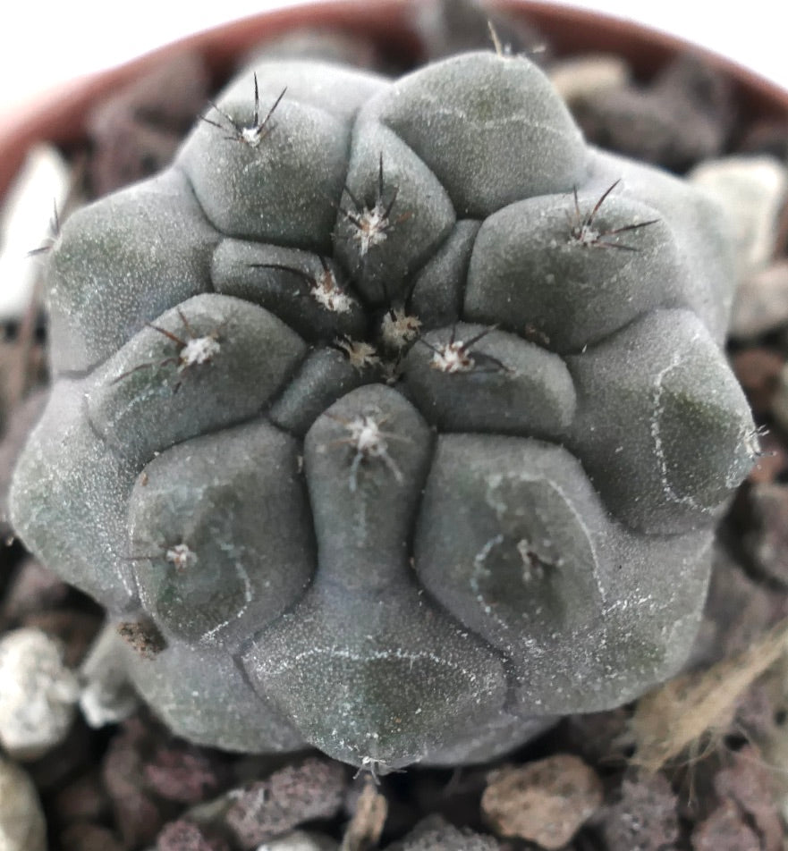 Copiapoa cinerea var. nudum X Copiapoa hypogaea PES3