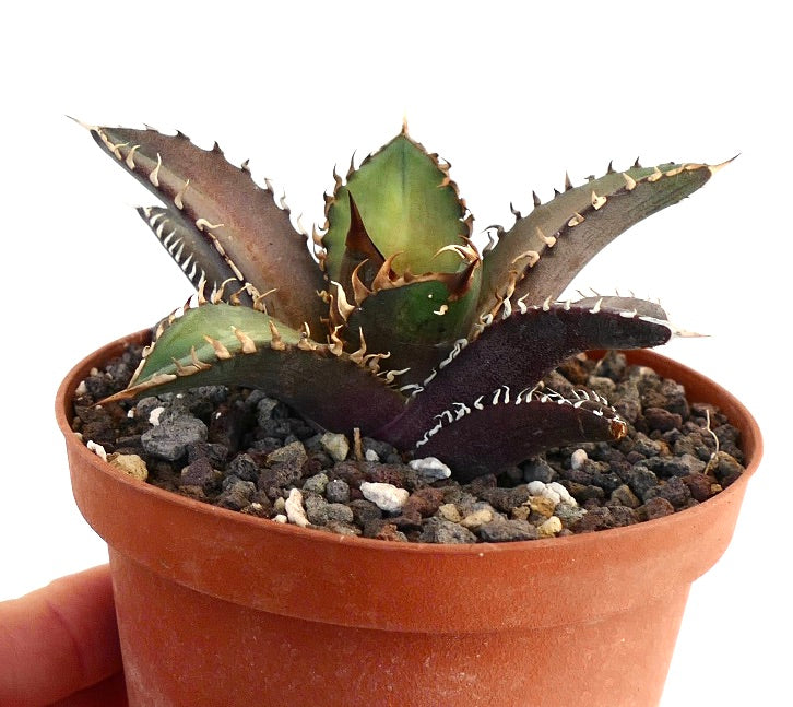 Agave titanota cv SHARK SHOUI 3R