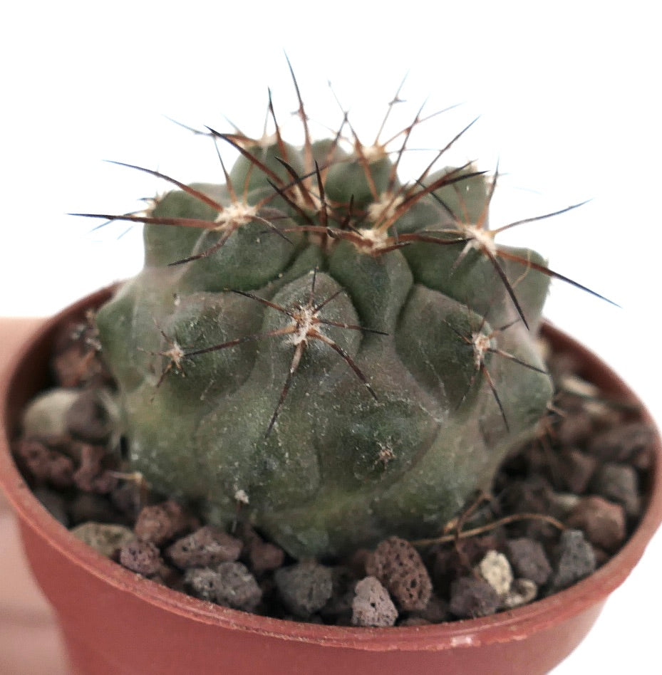 Copiapoa cinerea X Copiapoa serpentisulcata B38