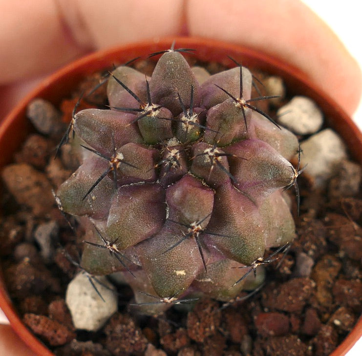 Copiapoa cinerea KIKKO PURPLE EA392