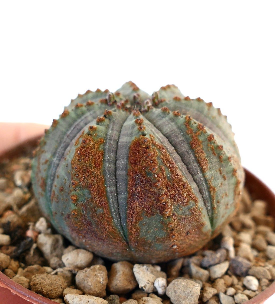 Euphorbia obesa BROWN MARKS 15