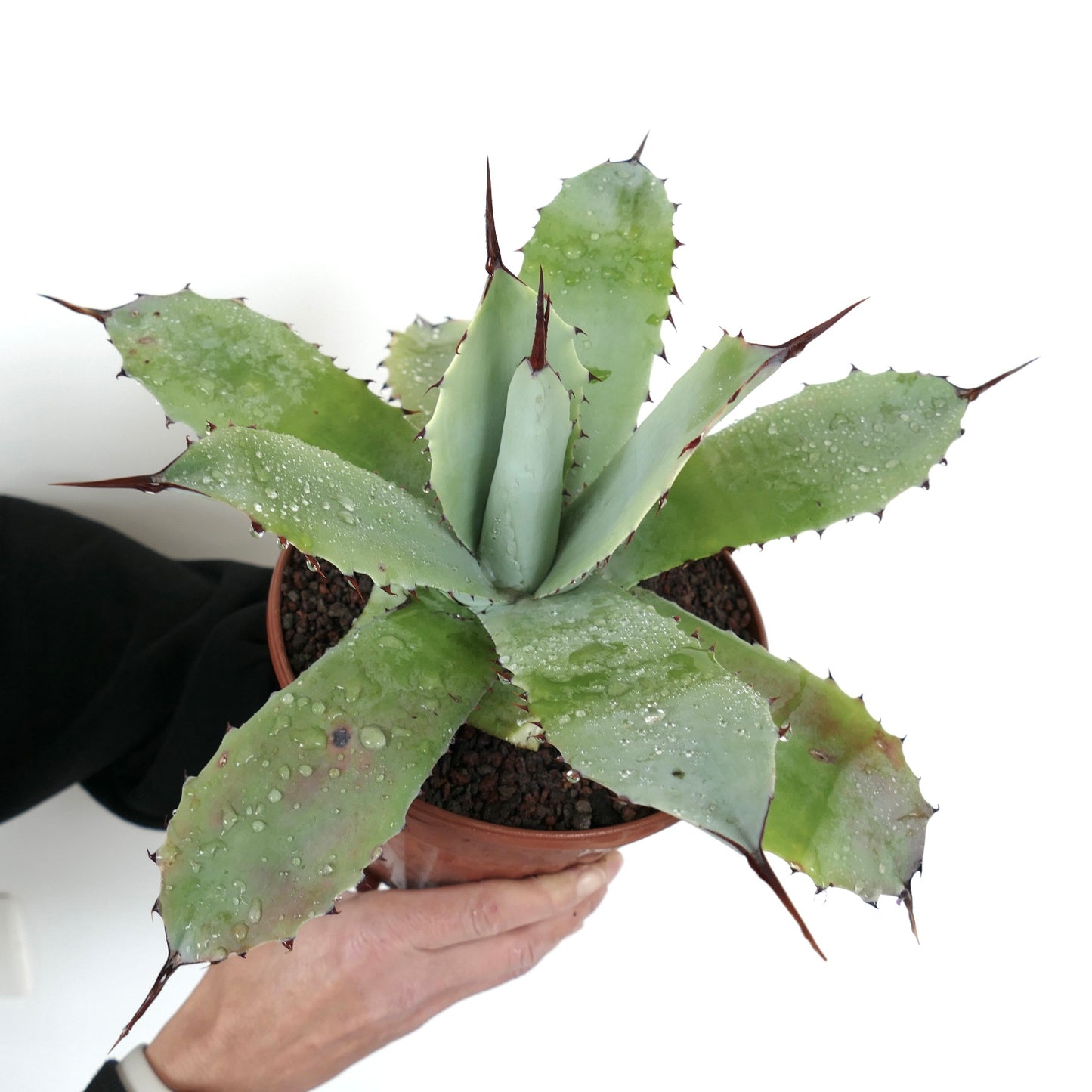 Agave parryi X Agave ovatifolia (Mr. Corsi HYBRID) GTT07