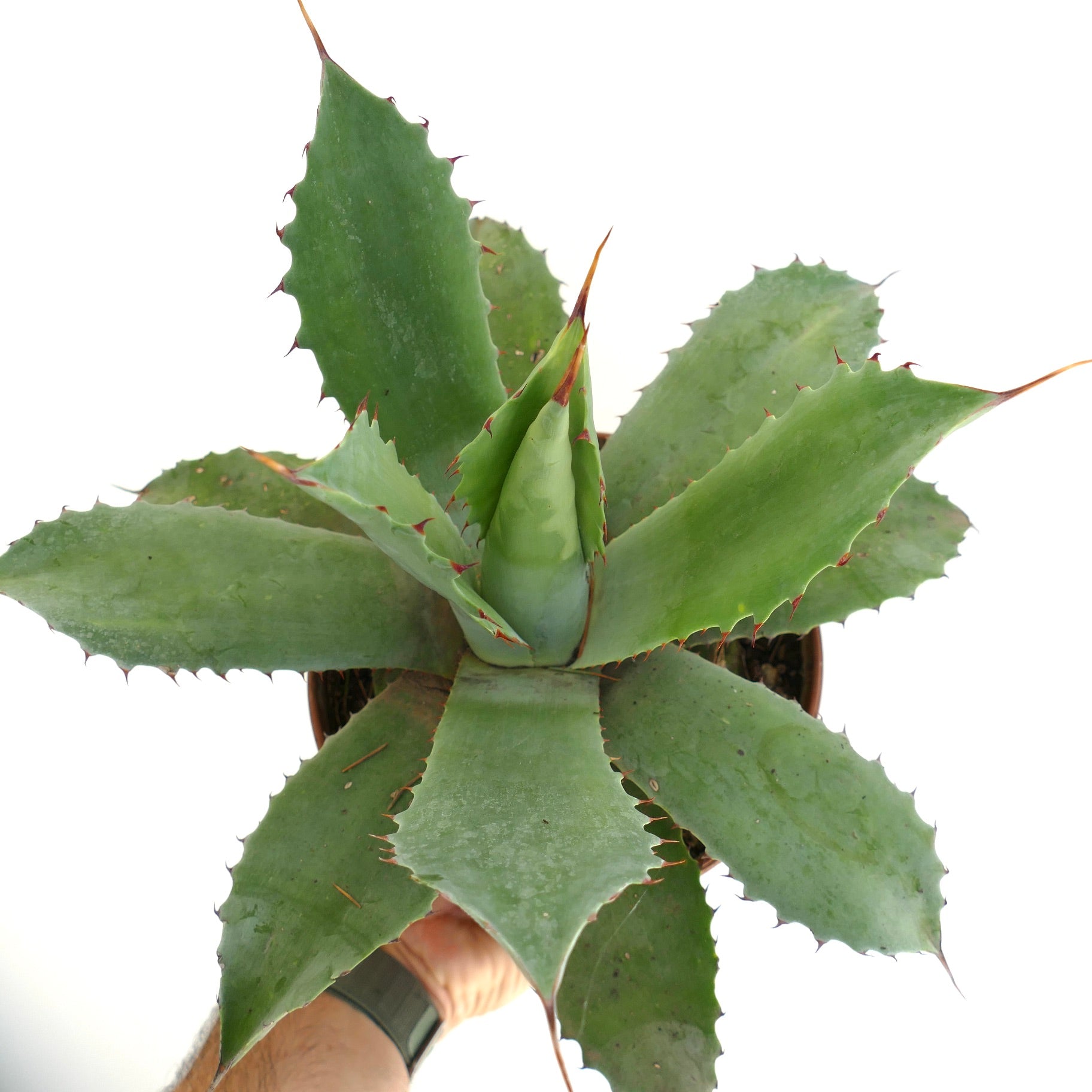 Succulente Agave parrasana x americana x bovicornuta avec de larges feuilles vertes et des épines rougeâtres