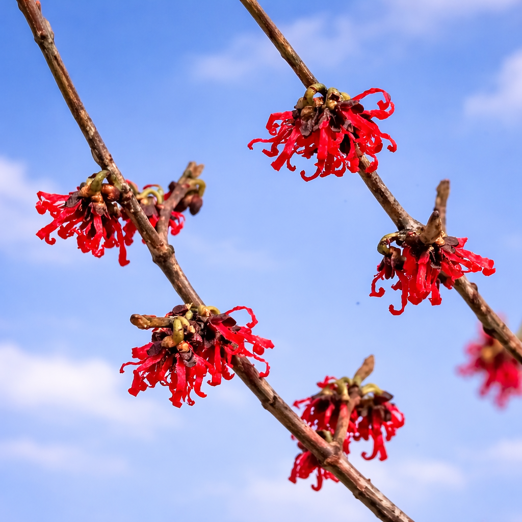 Hamamelis x intermedia Diane with bright red spidery flowers on bare branches against blue sky