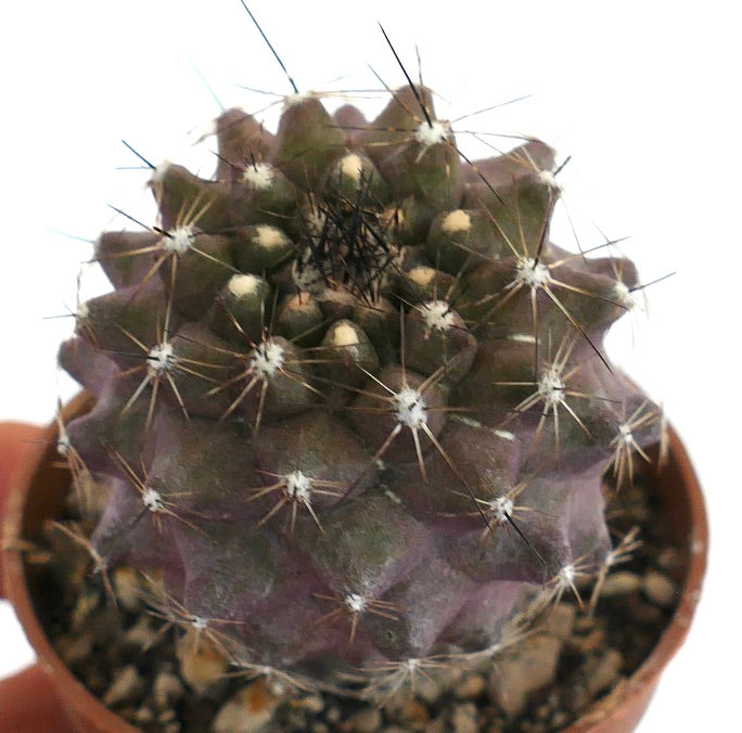 Copiapoa humilis FDN1