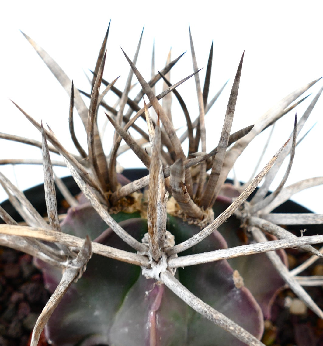 Astrophytum capricorne cv BUFFALO (syn. Taiho-gyoku) Y5