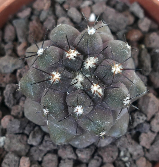 Copiapoa cinerea KIKKO X humilis MOG-159