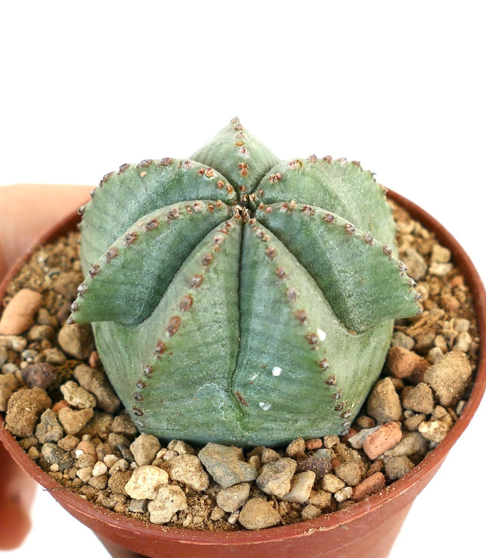 Euphorbia obesa X Euphorbia horrida 37MA