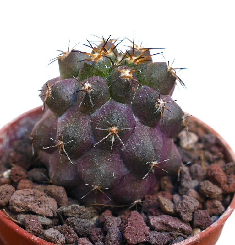 Copiapoa cinerea X griseoviolacea 23