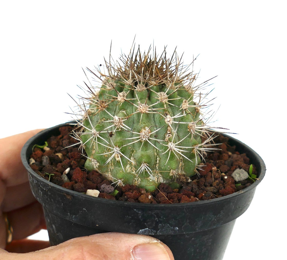 Copiapoa variispinata (Quebrada Izcuna on the south of Caleta Botija)