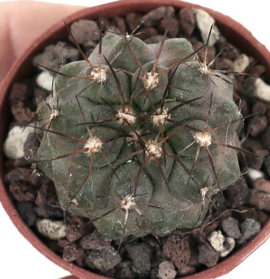 Copiapoa cinerea X Copiapoa serpentisulcata B38