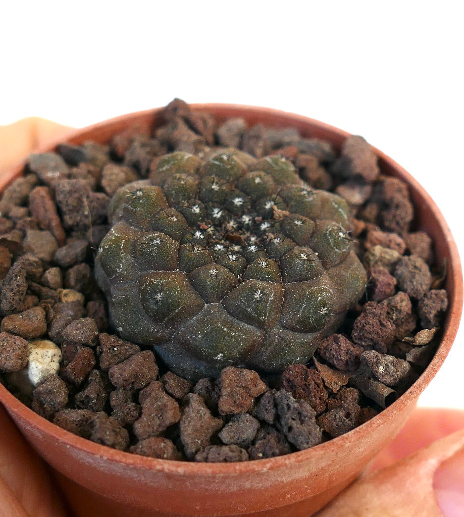 Copiapoa hypogaea 150Y