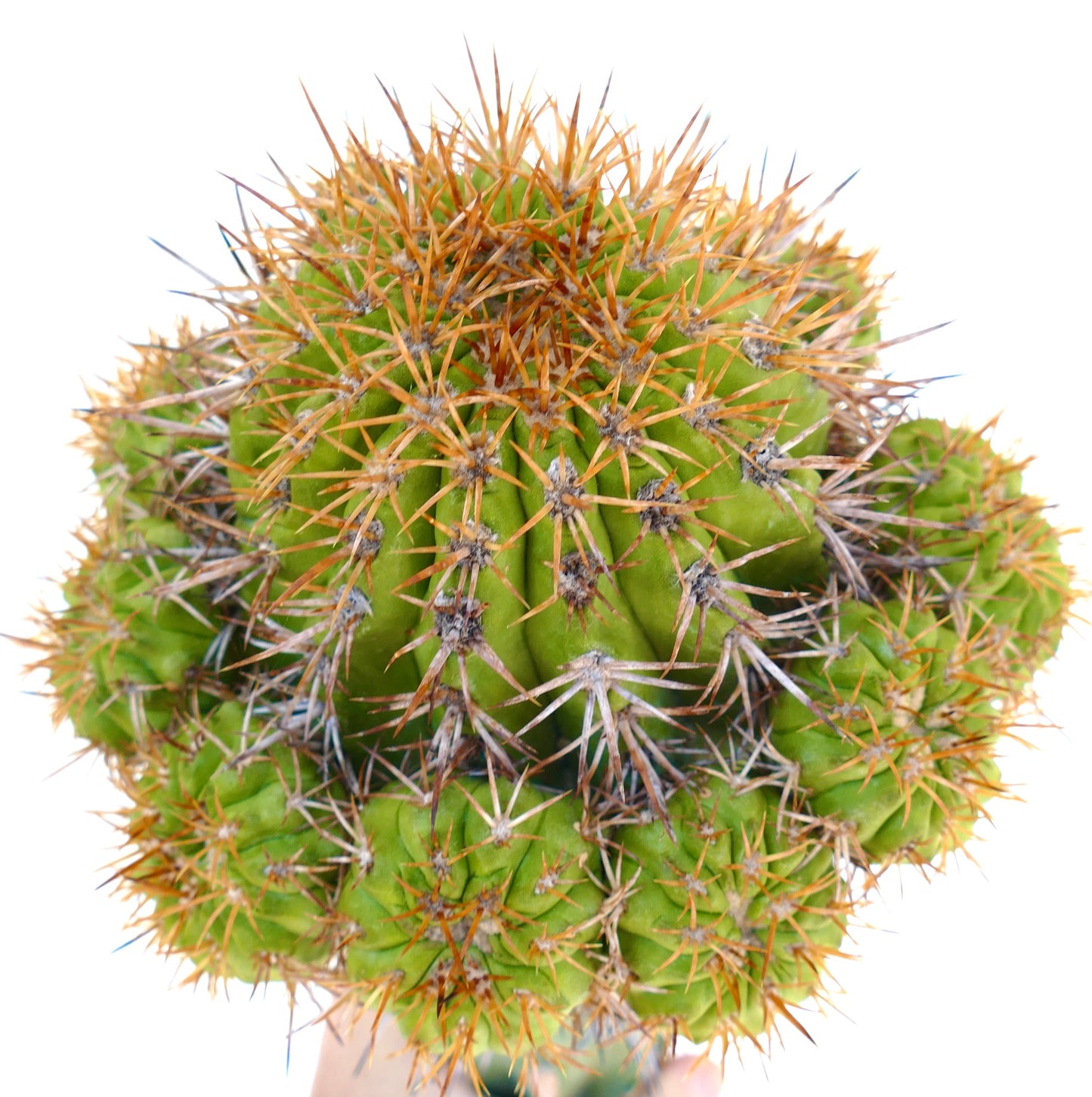 Copiapoa goldii (GRAFTED)