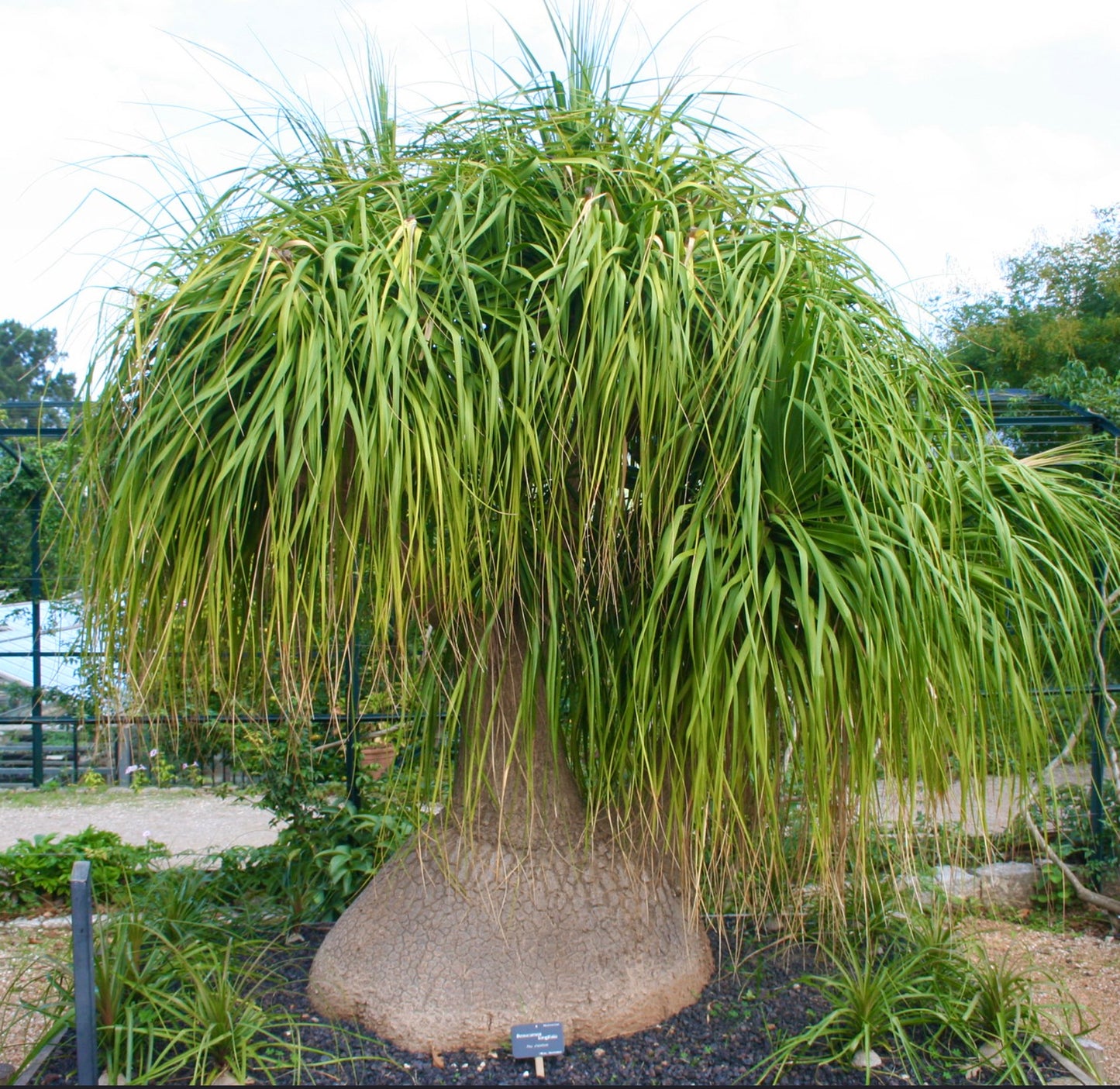 Nolina (sin. Beaucarnea) longifolia 10-15cm