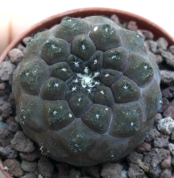 Copiapoa hypogaea GREY T10