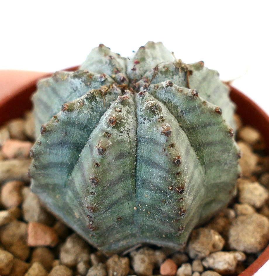 Euphorbia obesa X Euphorbia horrida 20K