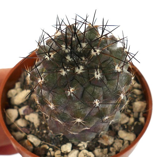 Copiapoa cinerea X humilis LL10