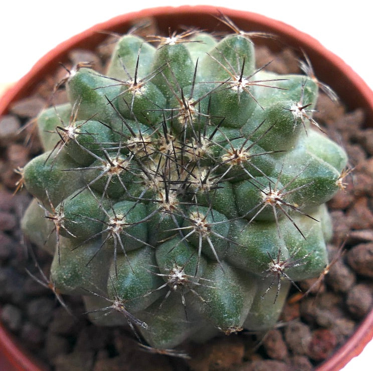 Copiapoa fiedleriana (north of Carrizal Bajo, CHILE) 3T