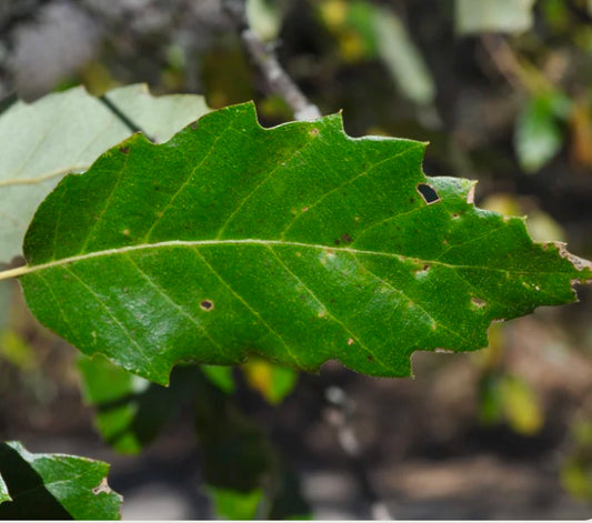 Quercus x crenata