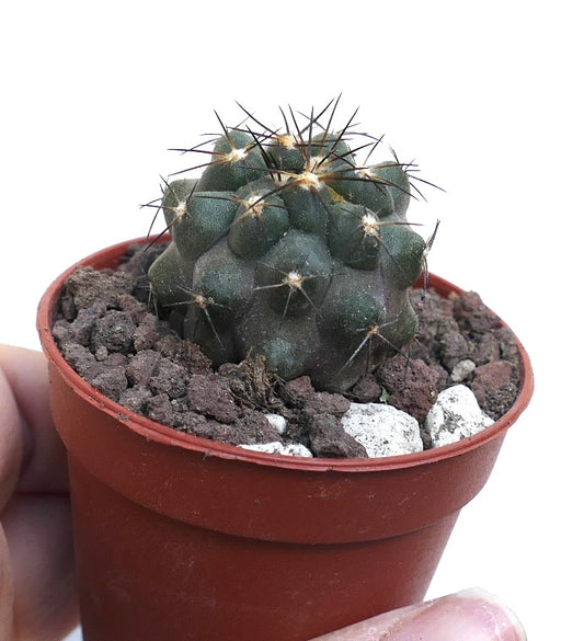 Copiapoa cinerea x atacamensis MRN65