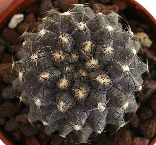 Copiapoa humilis TS9