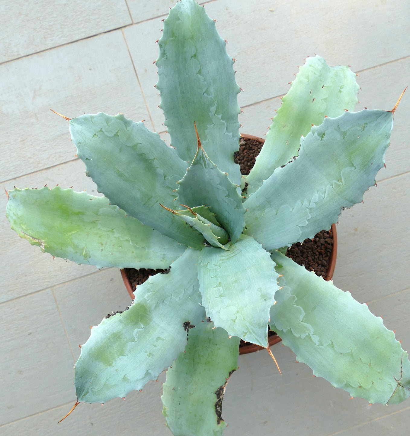 Agave ovatifolia X albescens (Mr. Corsi) CE71