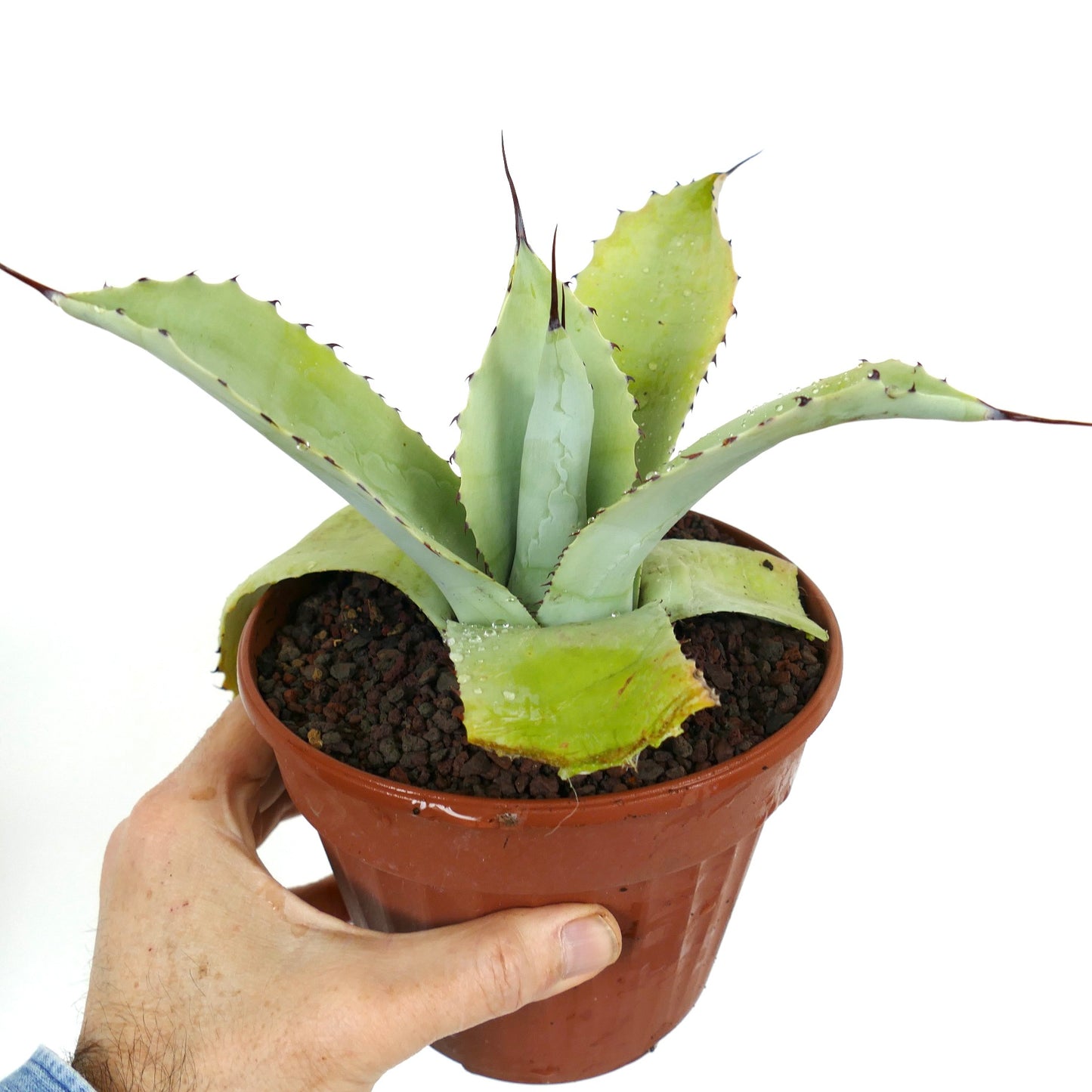 Agave f3 HYBRID (ovatifolia x weberi x eborispina) by Mr. Corsi W3-65