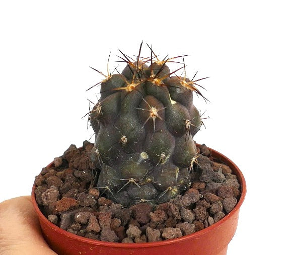 Copiapoa cinerea X Copiapoa goldii MES94