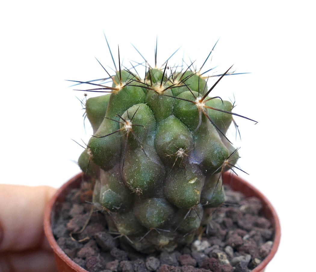 Copiapoa cinerea x atacamensis 20JFK