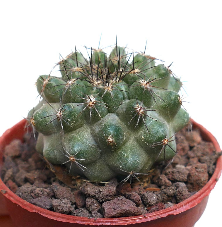 Copiapoa fiedleriana (north of Carrizal Bajo, CHILE) 3T