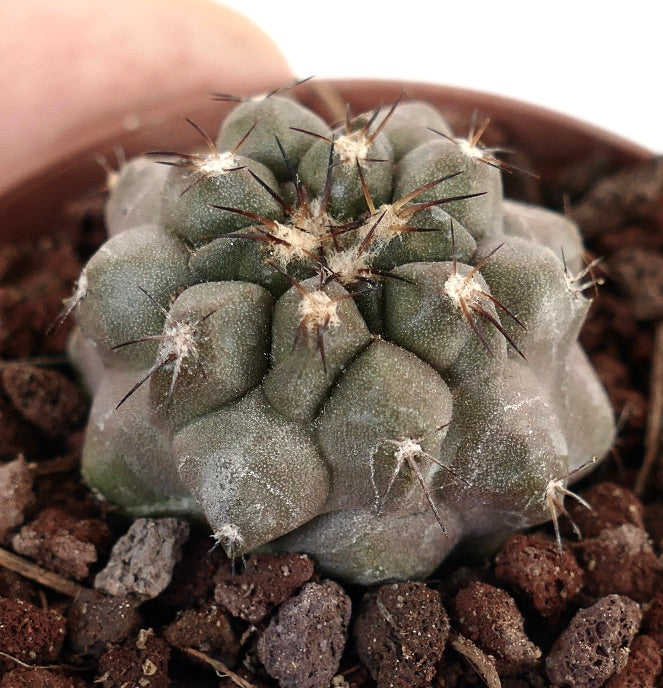 Copiapoa cinerea form nuda X Copiapoa cinerea KIKKO BZ