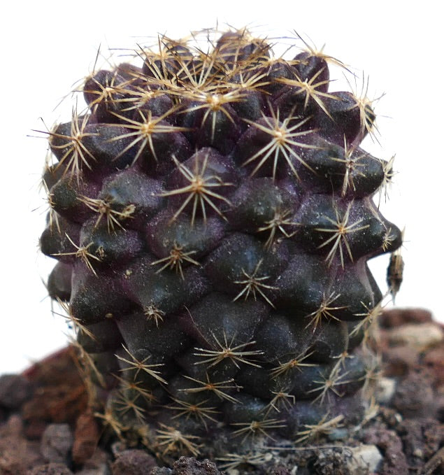 Copiapoa tenuissima SAB34