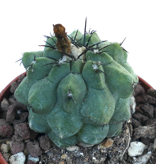 Copiapoa cinerea KIKKO GREEN X Copiapoa hypogaea NFJ41