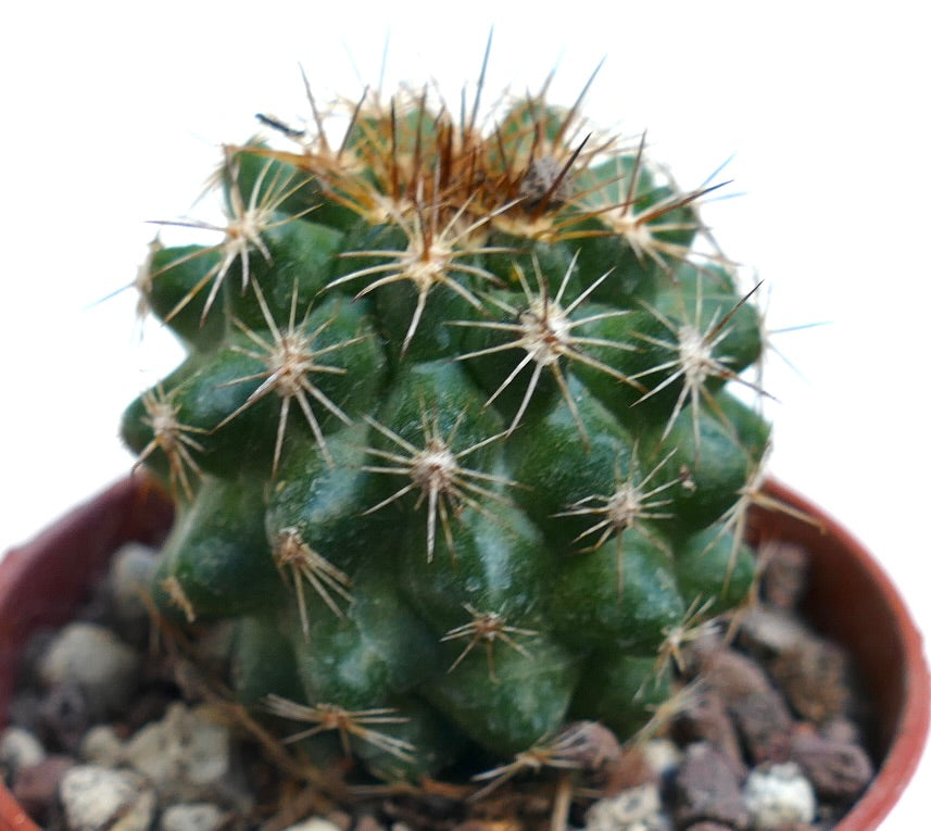 Copiapoa serpentisulcata SAB70