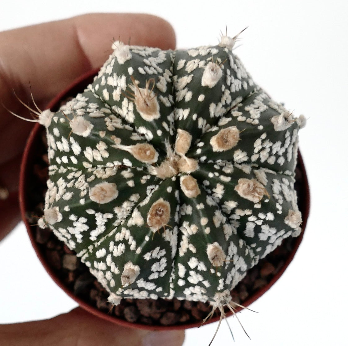 Astrophytum cv ONZUKA x SUPERKABUTO x CAPRICORNE BC3