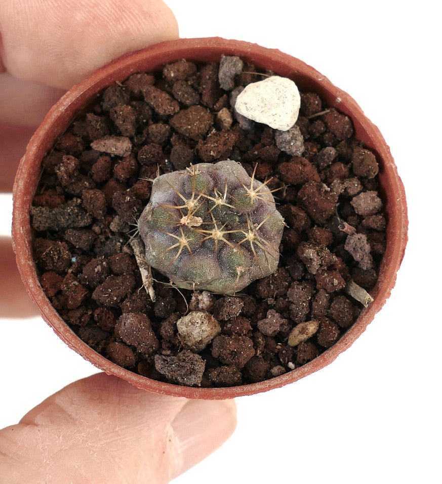 Copiapoa gigantea 13X