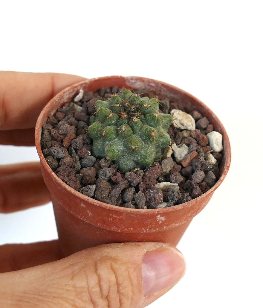 Copiapoa serpentisulcata W7